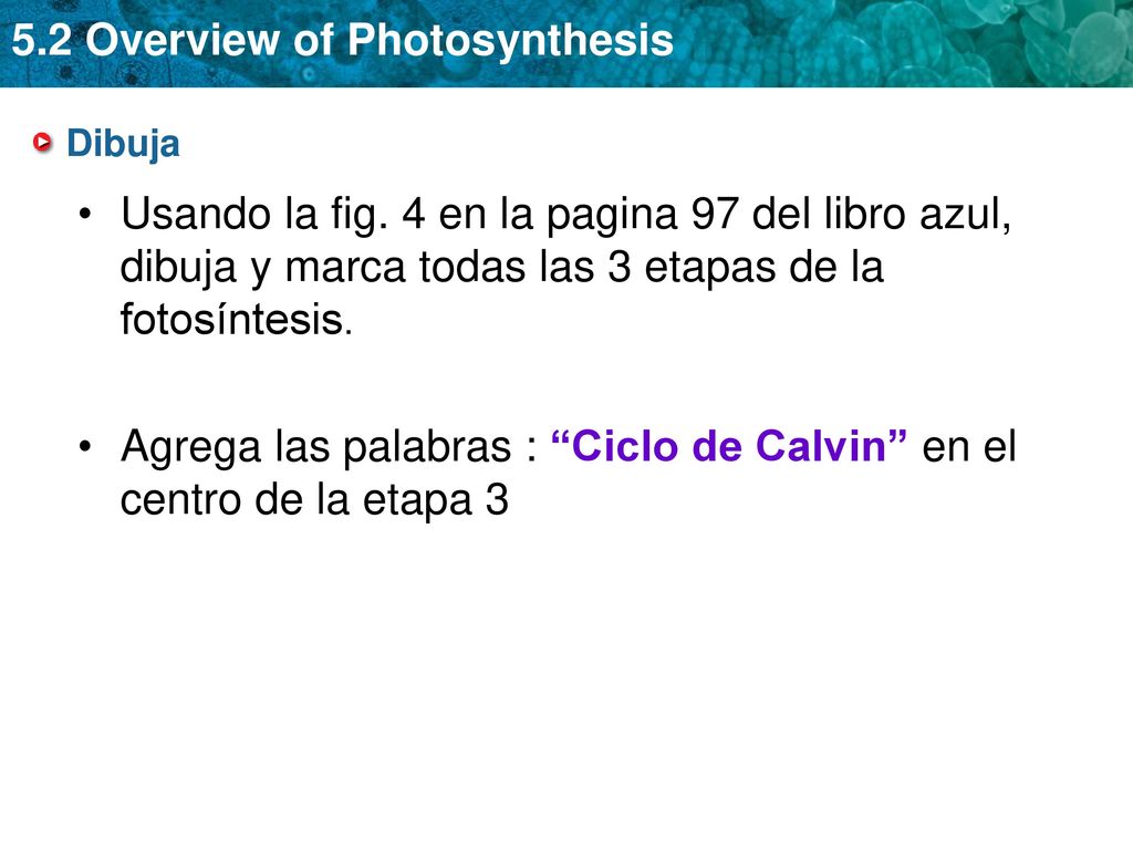 Agrega las palabras : Ciclo de Calvin en el centro de la etapa 3