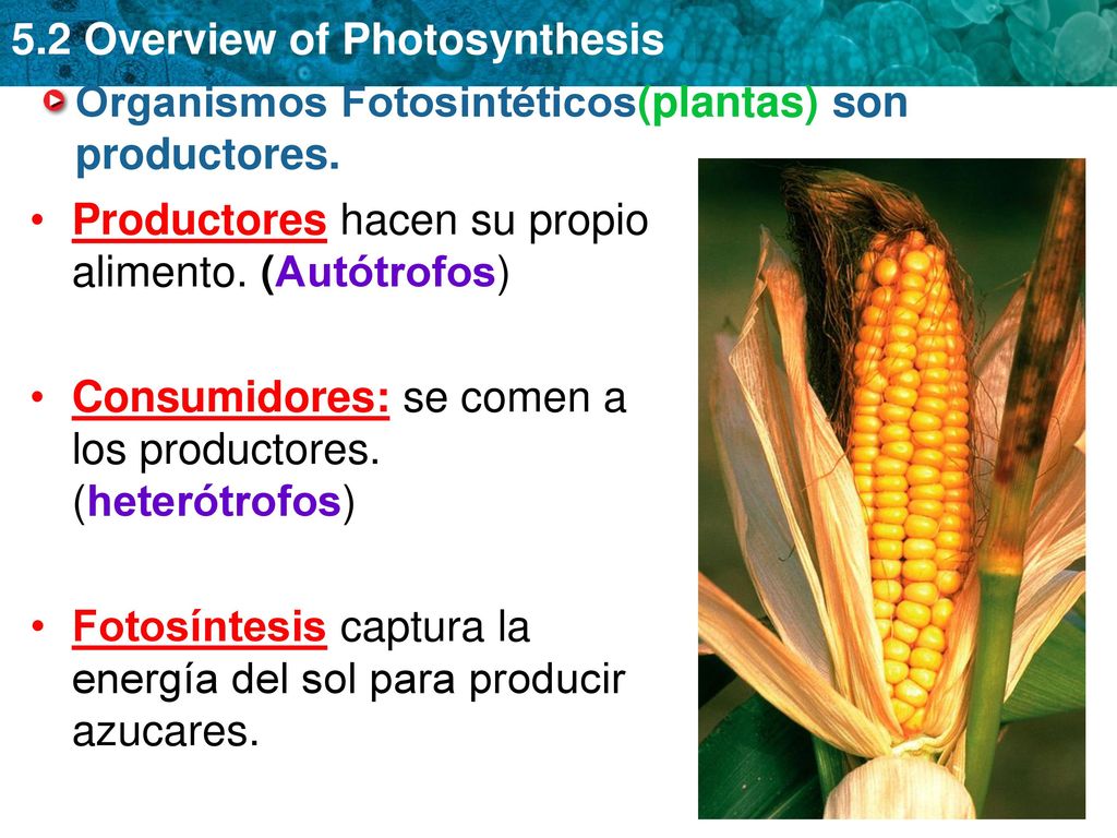 Organismos Fotosintéticos(plantas) son productores. - ppt descargar