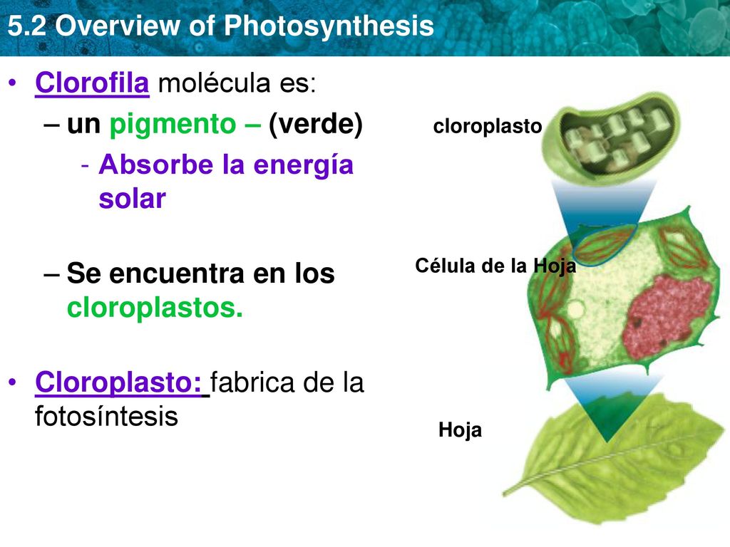 Clorofila molécula es: un pigmento – (verde) Absorbe la energía solar