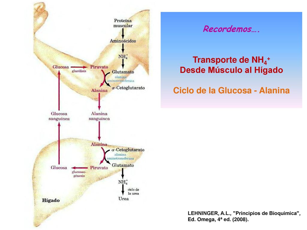 Desde Músculo al Hígado Ciclo de la Glucosa - Alanina