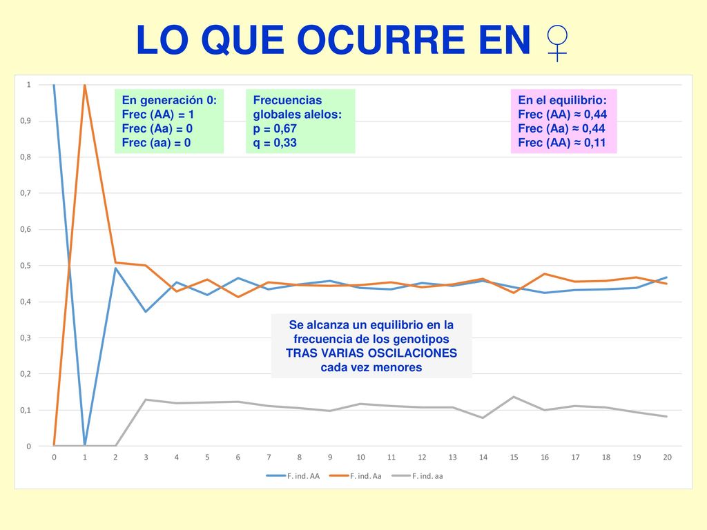 LO QUE OCURRE EN ♀ En generación 0: Frec (AA) = 1 Frec (Aa) = 0