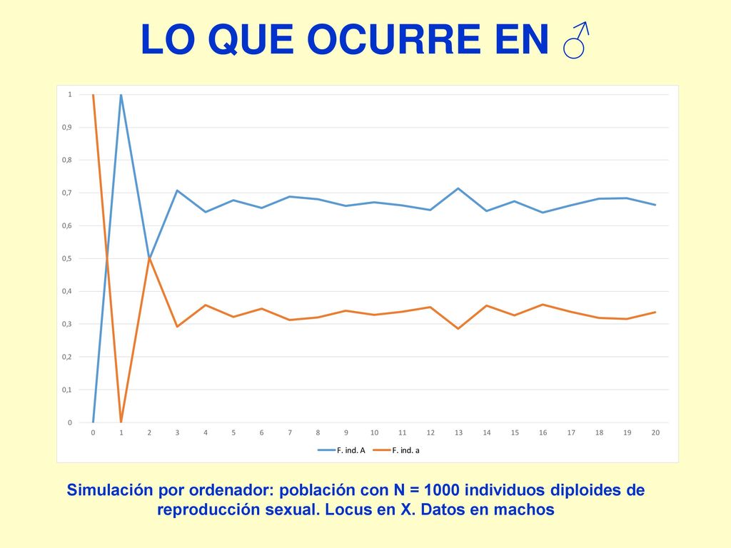 LO QUE OCURRE EN ♂ Simulación por ordenador: población con N = 1000 individuos diploides de reproducción sexual.