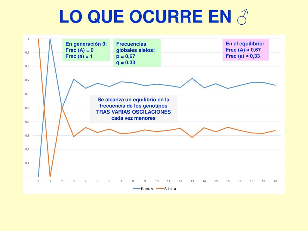 LO QUE OCURRE EN ♂ En generación 0: Frec (A) = 0 Frec (a) = 1