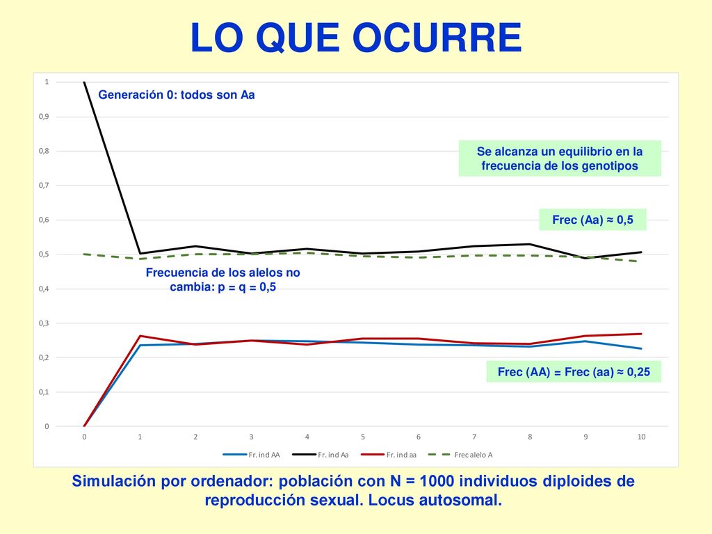 Se alcanza un equilibrio en la frecuencia de los genotipos