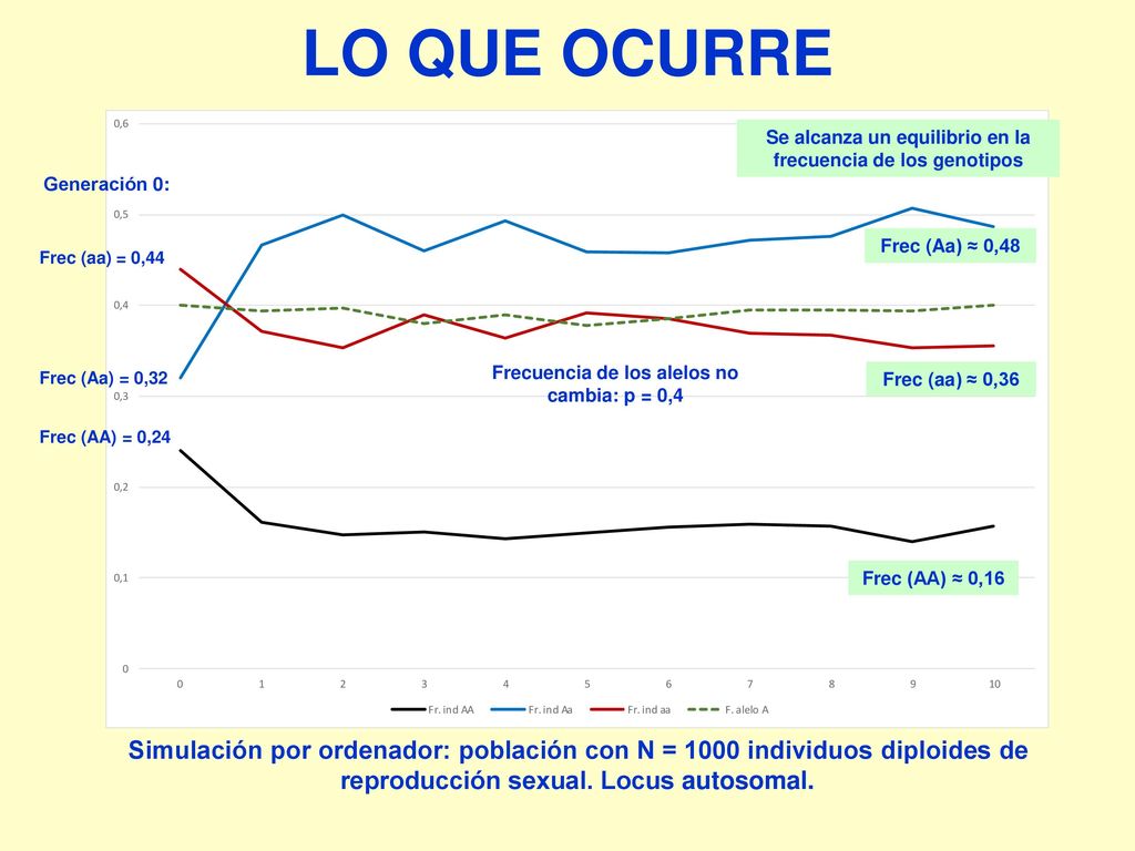 Se alcanza un equilibrio en la frecuencia de los genotipos