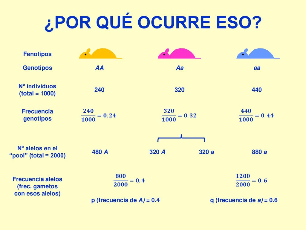¿POR QUÉ OCURRE ESO Fenotipos Genotipos Nº individuos (total = 1000)