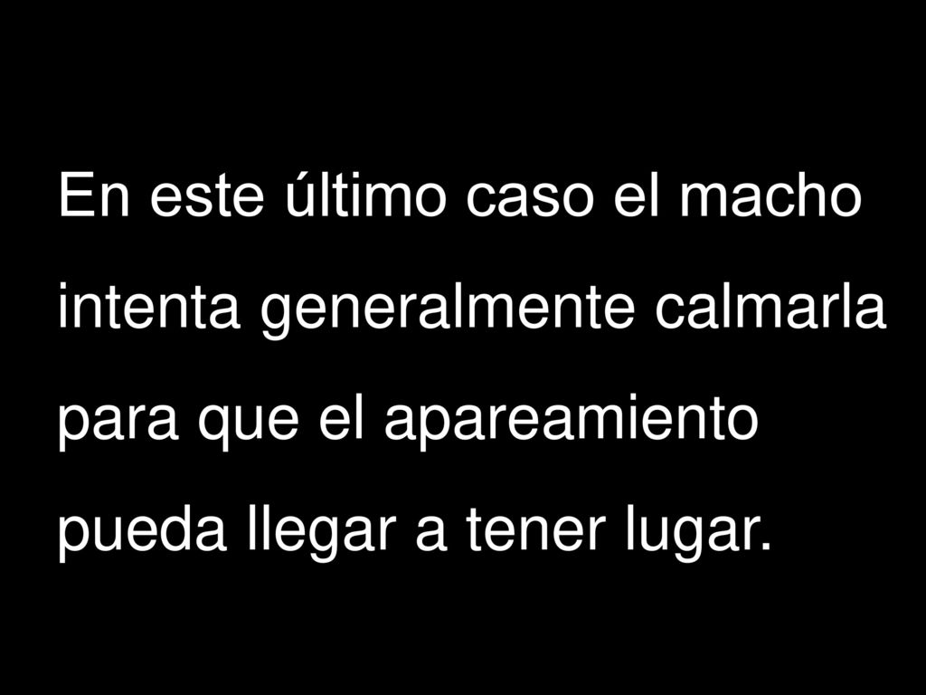 En este último caso el macho intenta generalmente calmarla para que el apareamiento pueda llegar a tener lugar.