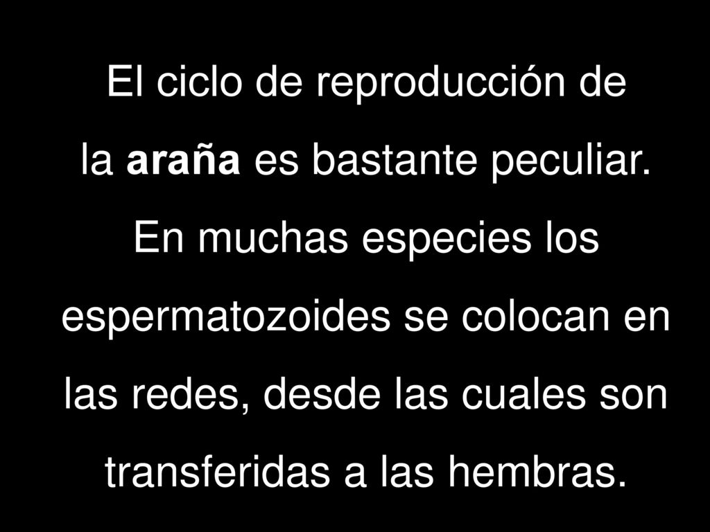 El ciclo de reproducción de la araña es bastante peculiar