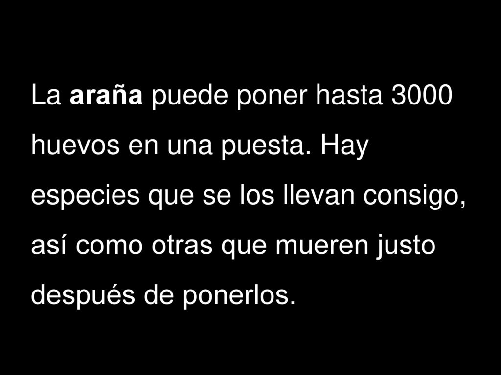 La araña puede poner hasta 3000 huevos en una puesta