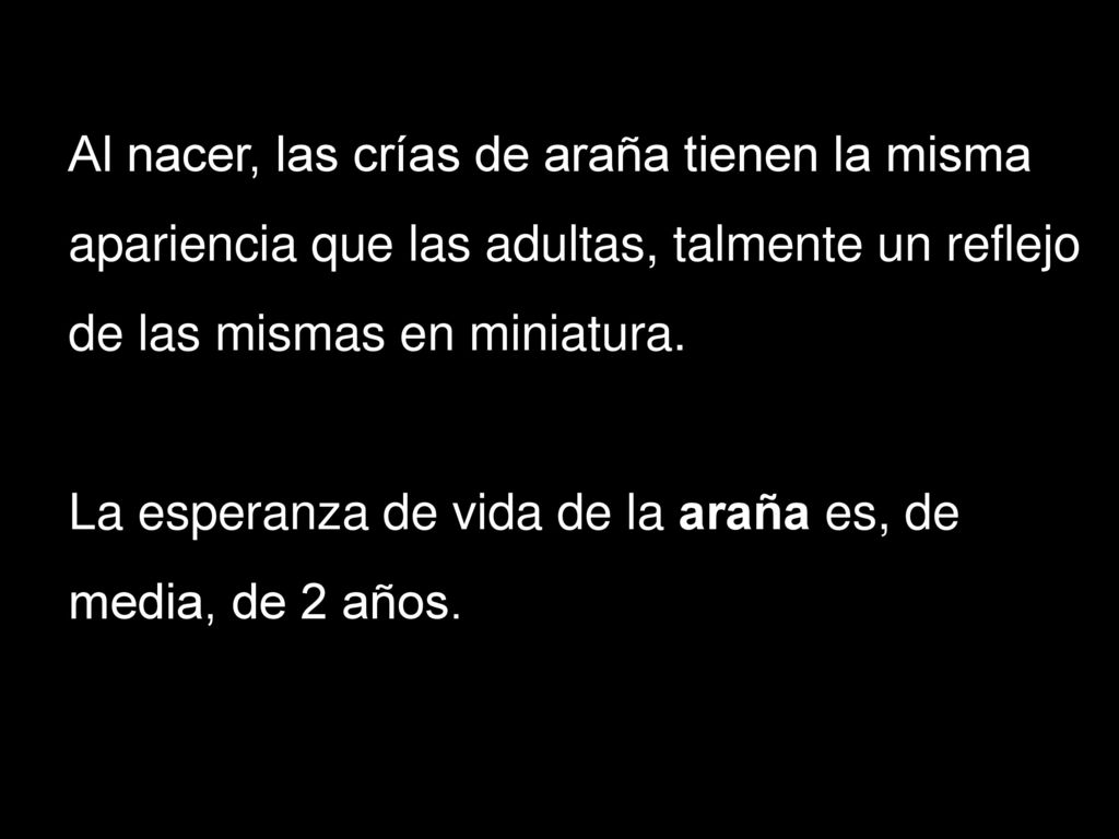 Al nacer, las crías de araña tienen la misma apariencia que las adultas, talmente un reflejo de las mismas en miniatura.