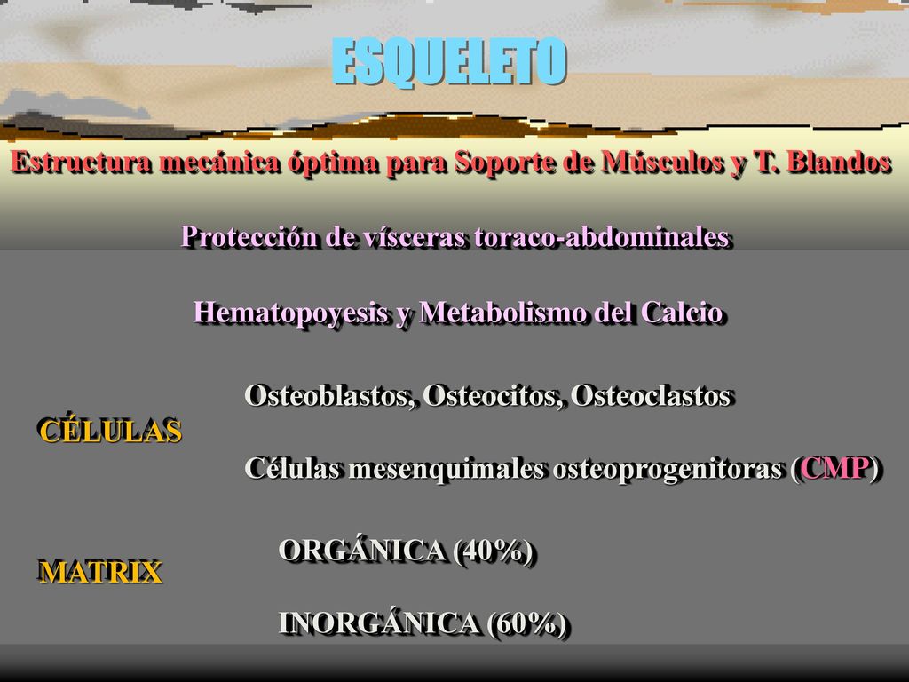 ESQUELETO Estructura mecánica óptima para Soporte de Músculos y T. Blandos. Protección de vísceras toraco-abdominales.
