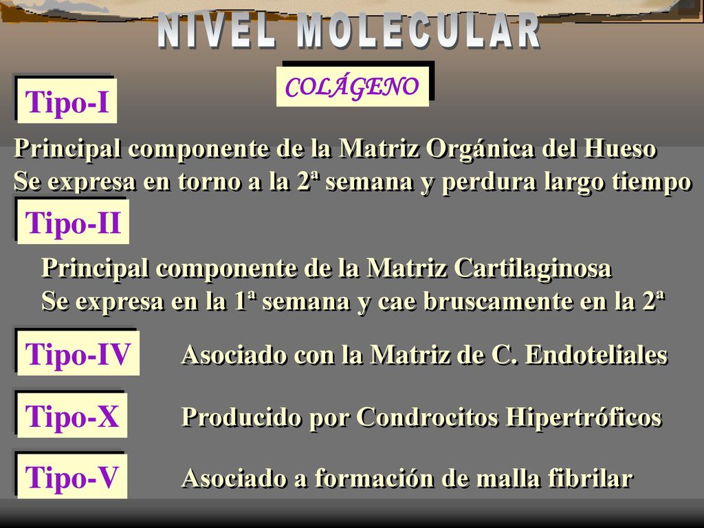 NIVEL MOLECULAR Tipo-I Tipo-II Tipo-IV Tipo-X Tipo-V COLÁGENO