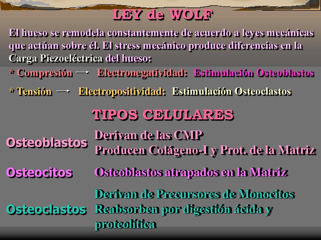 LEY de WOLF TIPOS CELULARES Derivan de las CMP