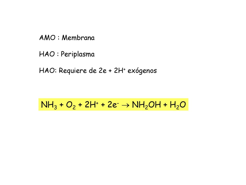 NH3 + O2 + 2H+ + 2e-  NH2OH + H2O AMO : Membrana HAO : Periplasma