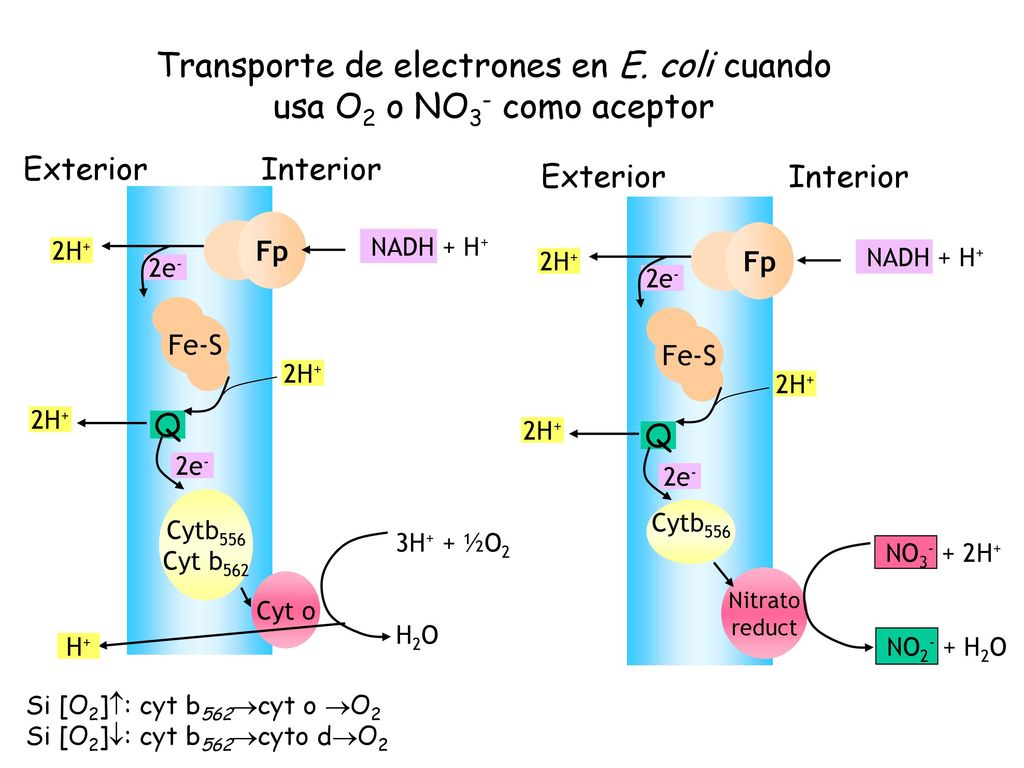Transporte de electrones en E. coli cuando usa O2 o NO3- como aceptor