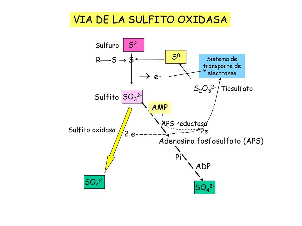  e- VIA DE LA SULFITO OXIDASA S2- S0 R-S  S S2O32- Tiosulfato