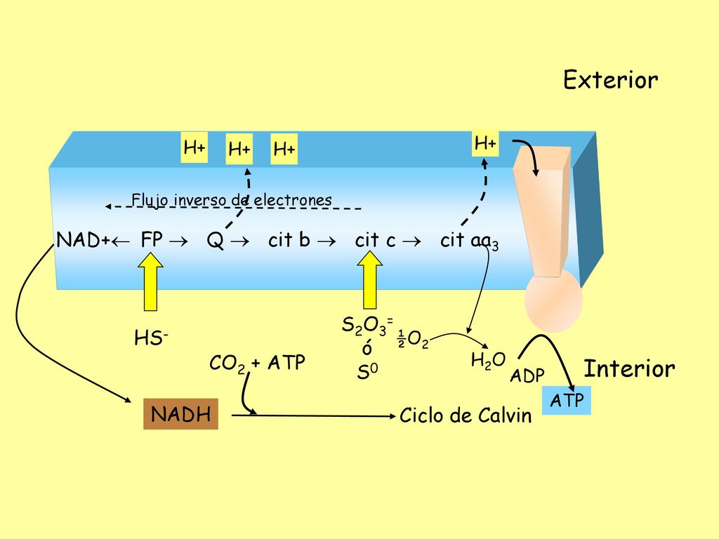 Exterior Interior NAD+ FP  Q  cit b  cit c  cit aa3 S2O3= HS- ó