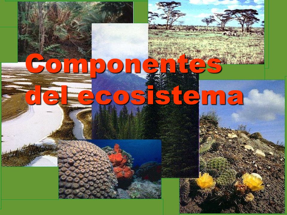 Componentes del ecosistema