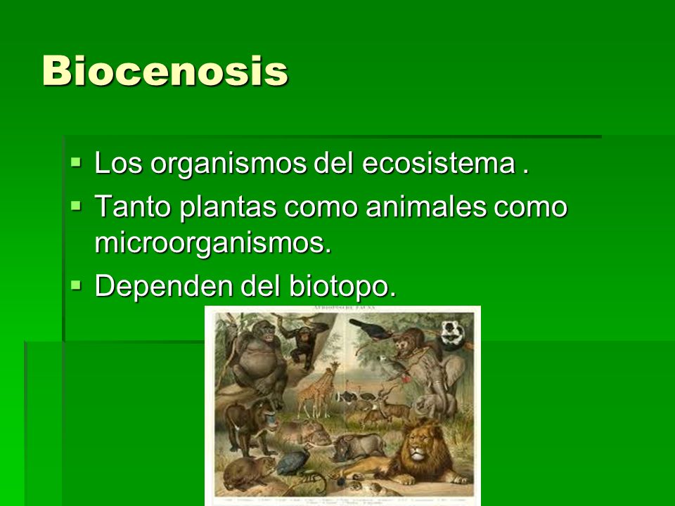 Biocenosis Los organismos del ecosistema .