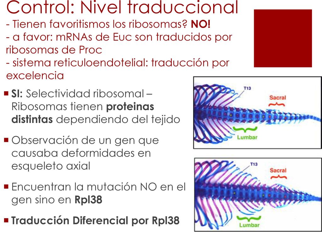 Control: Nivel traduccional - Tienen favoritismos los ribosomas. NO
