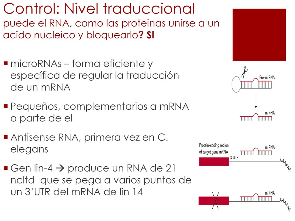 Control: Nivel traduccional puede el RNA, como las proteinas unirse a un acido nucleico y bloquearlo SI