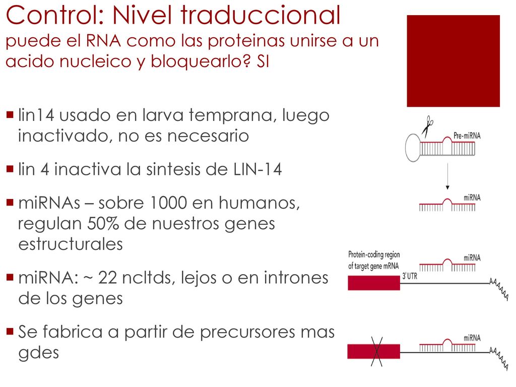 Control: Nivel traduccional puede el RNA como las proteinas unirse a un acido nucleico y bloquearlo SI