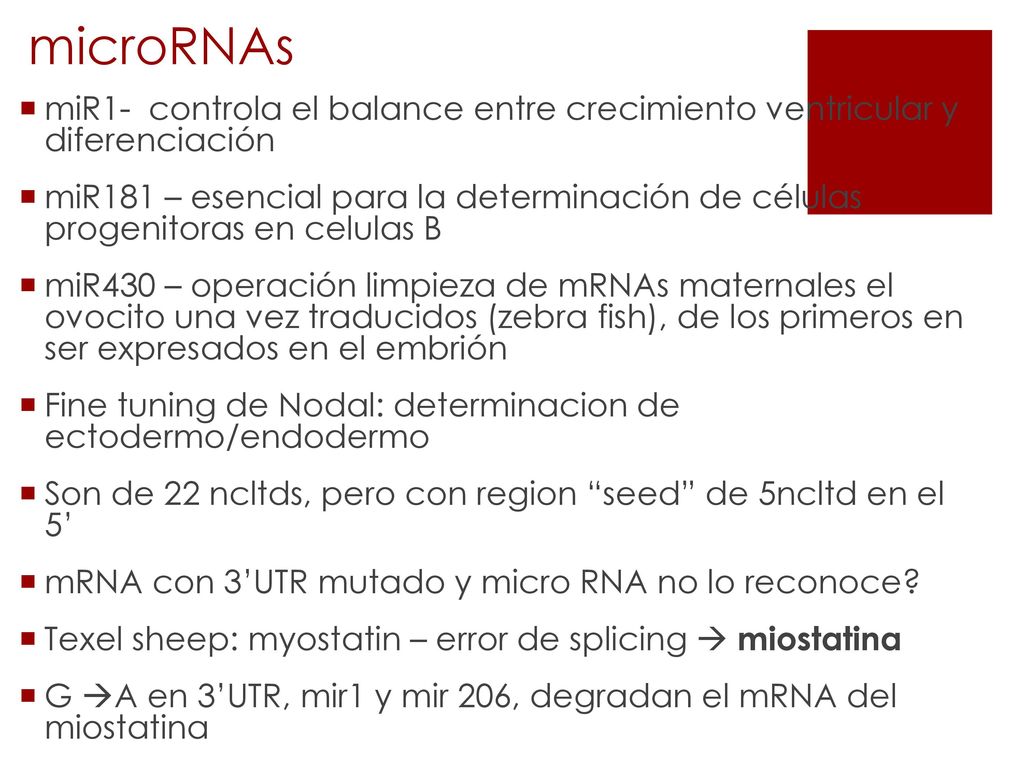 microRNAs miR1- controla el balance entre crecimiento ventricular y diferenciación.