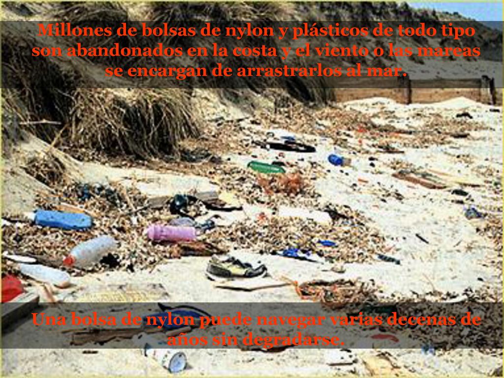 Millones de bolsas de nylon y plásticos de todo tipo son abandonados en la costa y el viento o las mareas se encargan de arrastrarlos al mar.