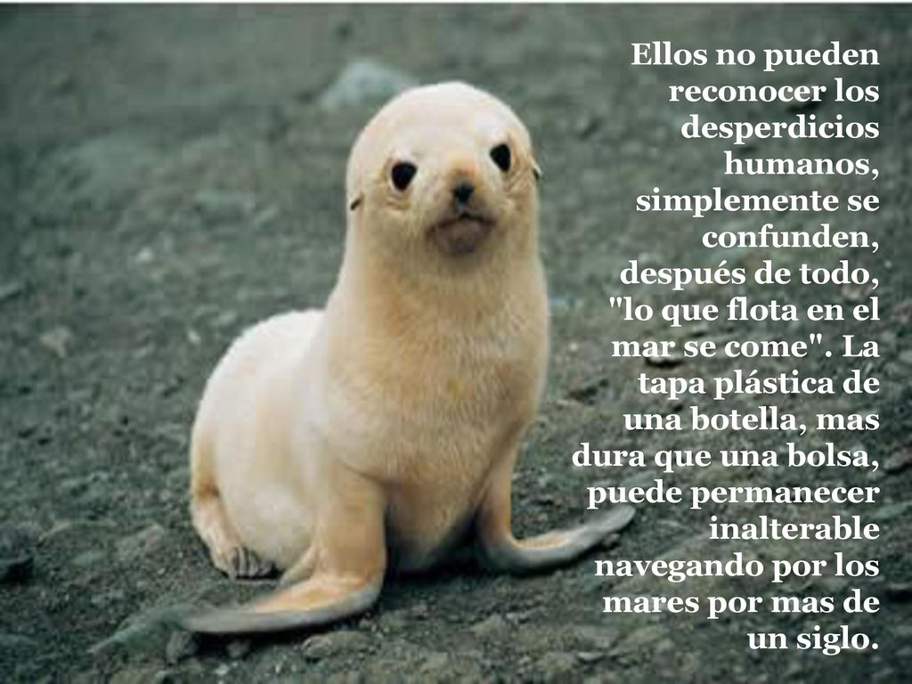 Ellos no pueden reconocer los desperdicios humanos, simplemente se confunden, después de todo, lo que flota en el mar se come .