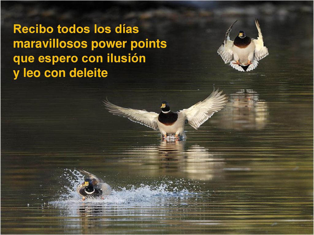 Recibo todos los días maravillosos power points que espero con ilusión y leo con deleite