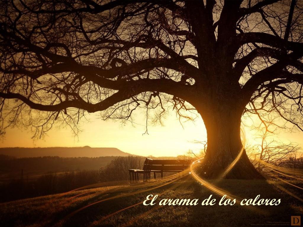 El aroma de los colores