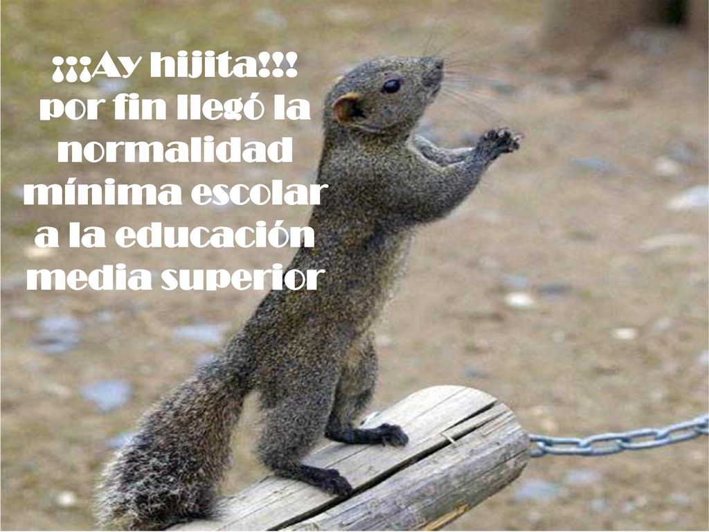 ¡¡¡Ay hijita!!! por fin llegó la normalidad mínima escolar a la educación media superior