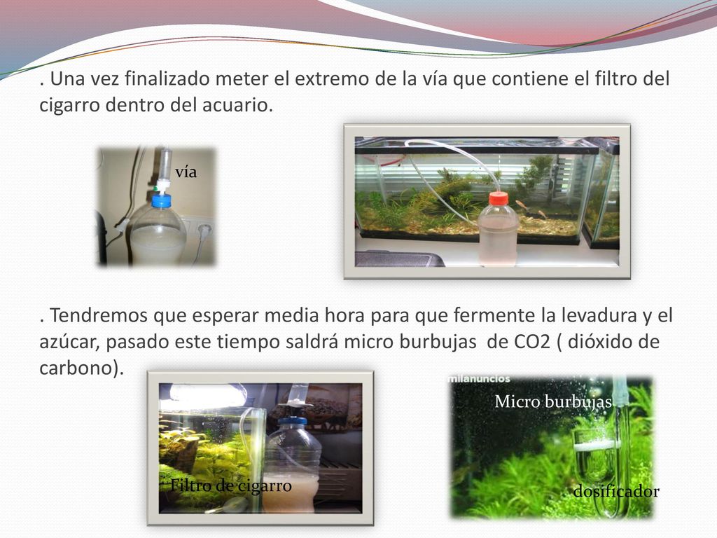 . Una vez finalizado meter el extremo de la vía que contiene el filtro del cigarro dentro del acuario. . Tendremos que esperar media hora para que fermente la levadura y el azúcar, pasado este tiempo saldrá micro burbujas de CO2 ( dióxido de carbono).