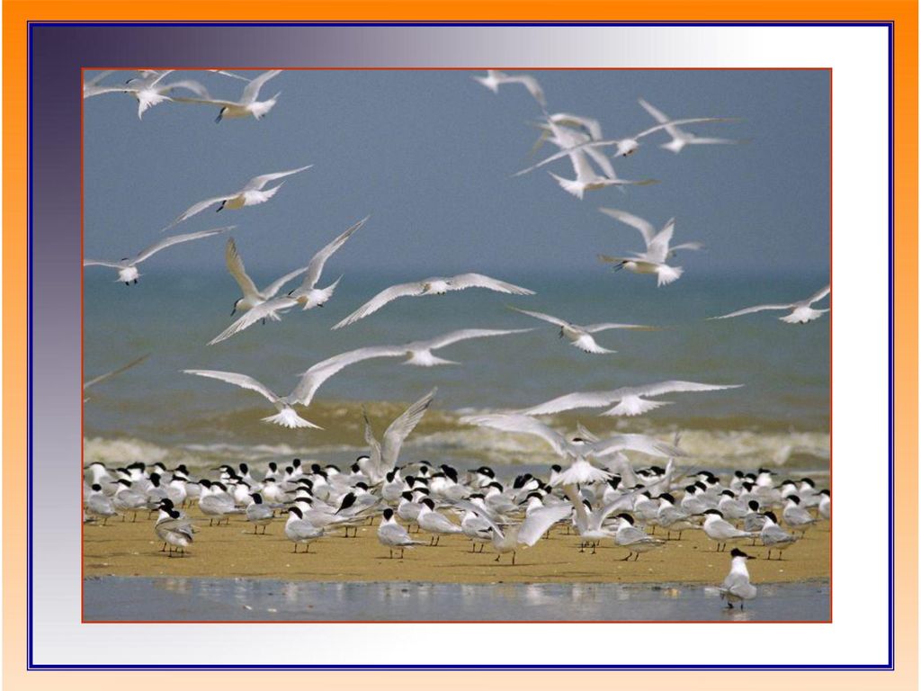 Entonces, el santuario de la Naturaleza se hará saeta en el quiebro de la golondrina y aullido lastimero en el perro vagabundo.