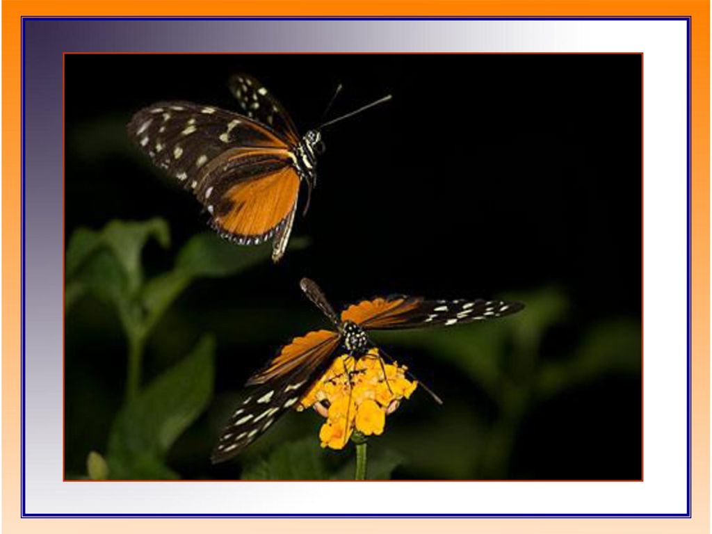 Y se hará fugaz alarde de etéreas mariposas, que en espiral se elevarán hasta el cielo de su identidad.