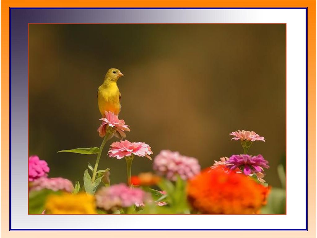 Cuando llegue la hora, y se abran las flores en la paz de la mañana, la vaca pacerá junto a la osa .