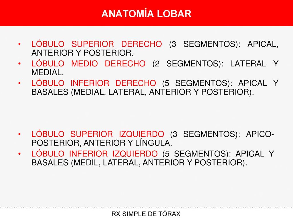ANATOMÍA LOBAR LÓBULO SUPERIOR DERECHO (3 SEGMENTOS): APICAL, ANTERIOR Y POSTERIOR. LÓBULO MEDIO DERECHO (2 SEGMENTOS): LATERAL Y MEDIAL.
