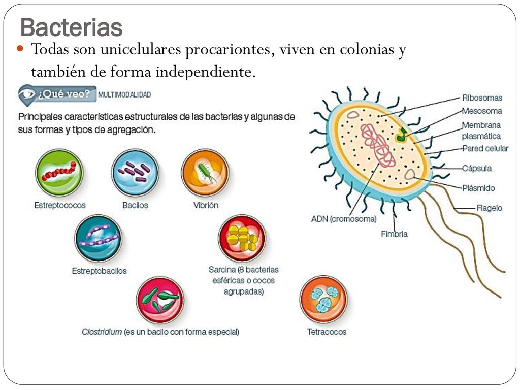 Bacterias Todas son unicelulares procariontes, viven en colonias y también de forma independiente.