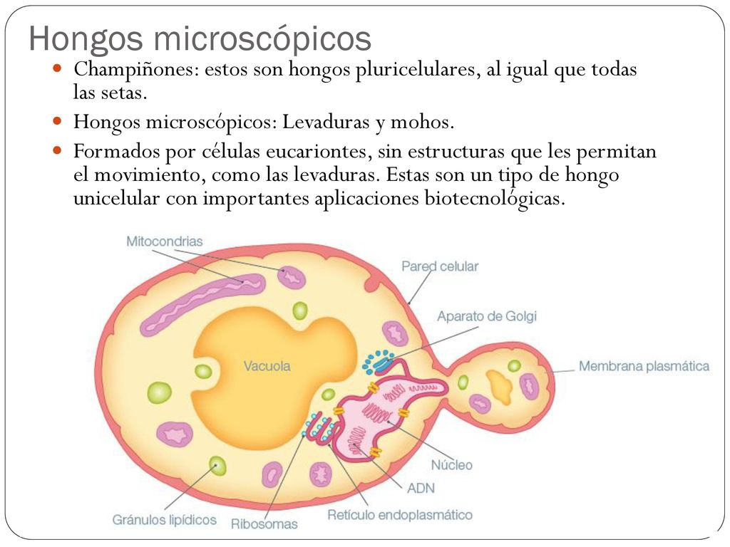 Hongos microscópicos Champiñones: estos son hongos pluricelulares, al igual que todas las setas. Hongos microscópicos: Levaduras y mohos.