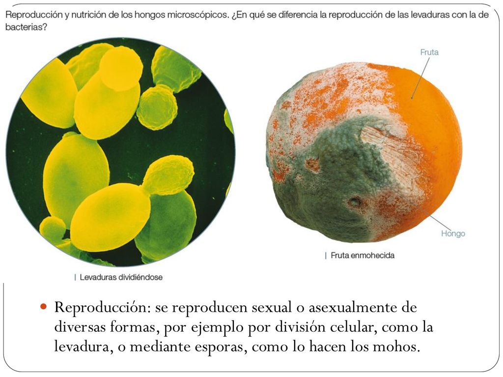 Reproducción: se reproducen sexual o asexualmente de diversas formas, por ejemplo por división celular, como la levadura, o mediante esporas, como lo hacen los mohos.