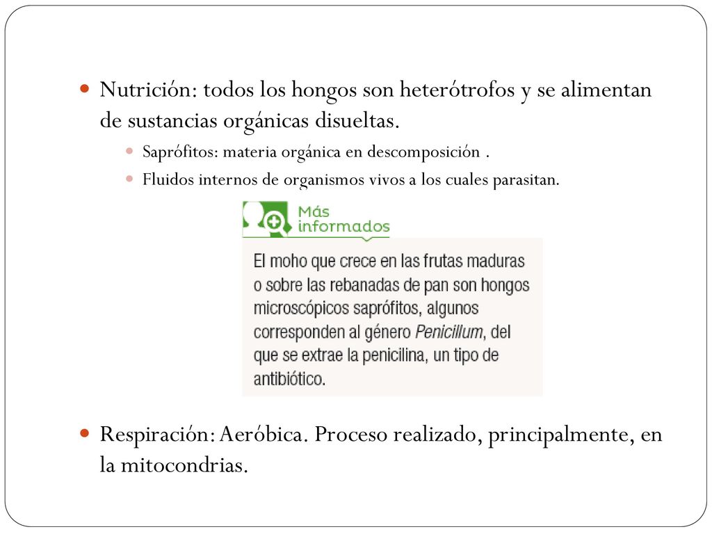 Nutrición: todos los hongos son heterótrofos y se alimentan de sustancias orgánicas disueltas.