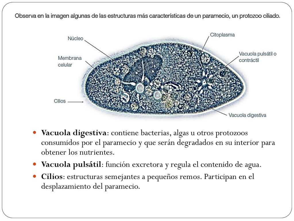 Vacuola digestiva: contiene bacterias, algas u otros protozoos consumidos por el paramecio y que serán degradados en su interior para obtener los nutrientes.