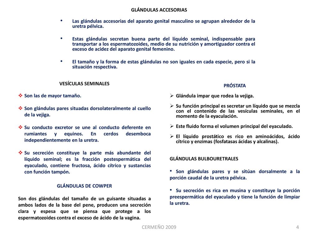 GLÁNDULAS ACCESORIAS Las glándulas accesorias del aparato genital masculino se agrupan alrededor de la uretra pélvica.