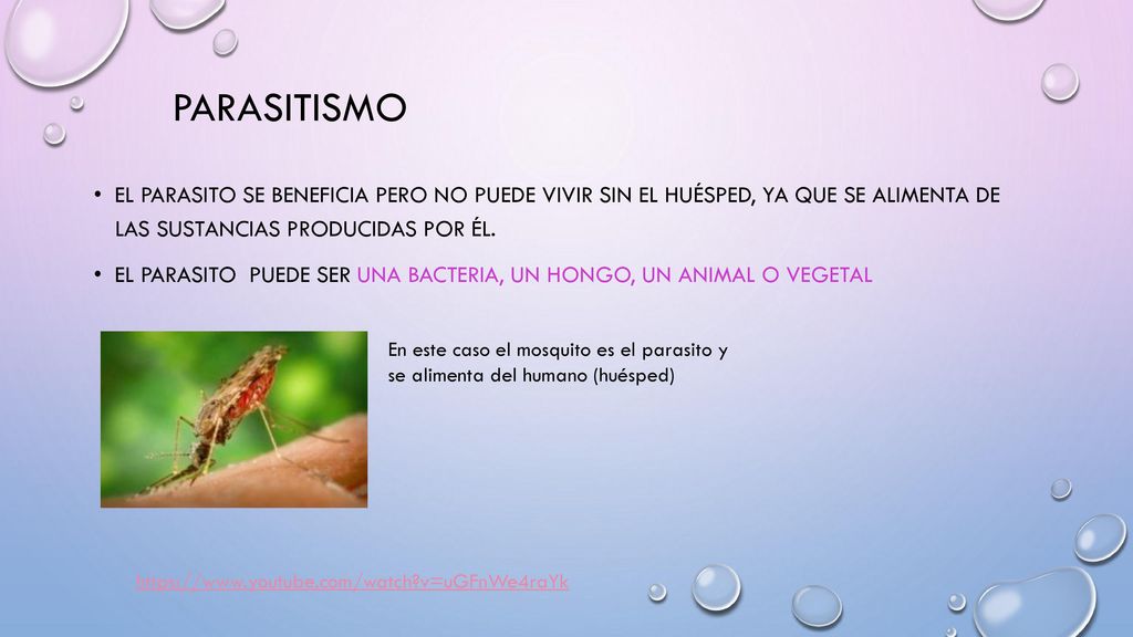 parasitismo El parasito se beneficia pero no puede vivir sin el huésped, ya que se alimenta de las sustancias producidas por él.