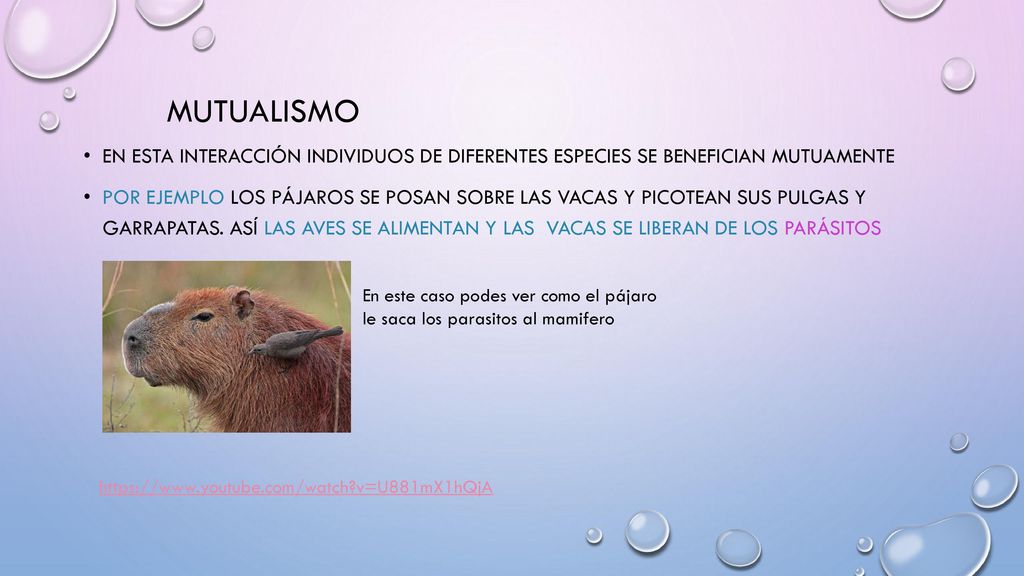 mutualismo En esta interacción individuos de diferentes especies se benefician mutuamente.