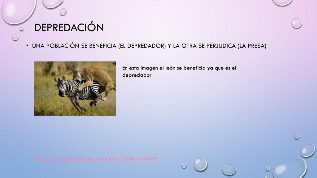 depredación Una población se beneficia (el depredador) y la otra se perjudica (la presa) En esta imagen el león se beneficia ya que es el depredador.