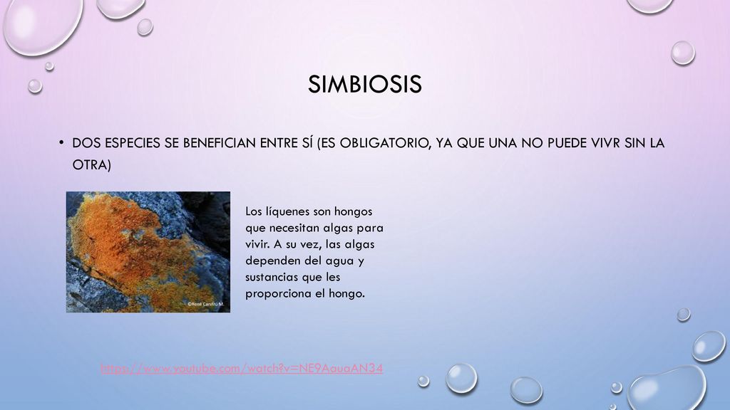 Simbiosis Dos especies se benefician entre sí (es obligatorio, ya que una no puede vivr sin la otra)