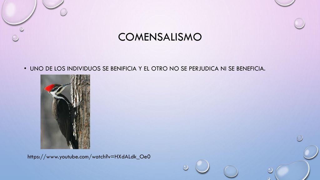 Comensalismo Uno de los individuos se benificia y el otro no se perjudica ni se beneficia.