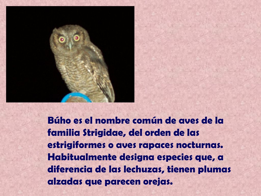 Búho es el nombre común de aves de la familia Strigidae, del orden de las estrigiformes o aves rapaces nocturnas.