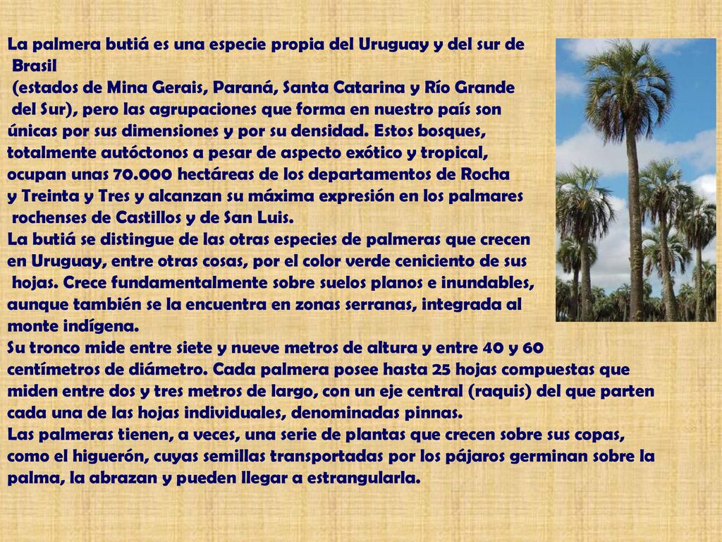La palmera butiá es una especie propia del Uruguay y del sur de